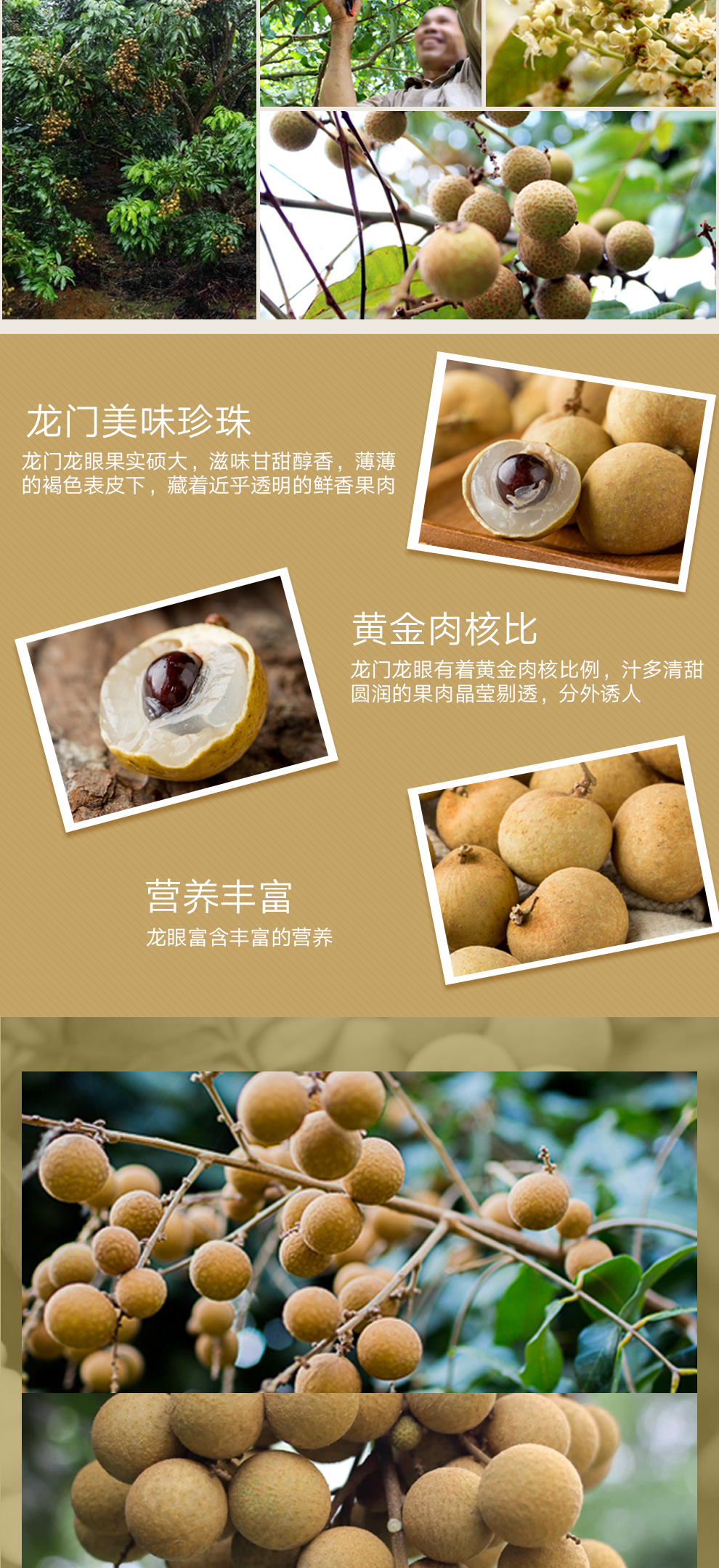 广东龙门黄壳石硖龙眼 新鲜水果  广东桂圆特产  顺丰包邮