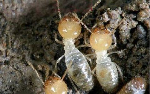 家中发现白蚁怎么办？专业白蚁防治消杀公司帮你忙