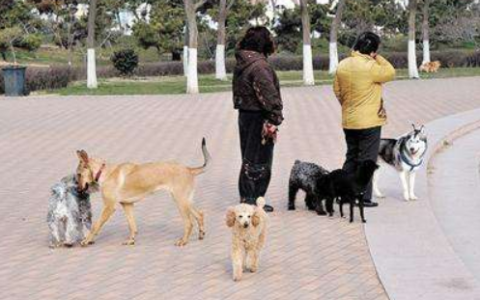 九成业主同意社区“禁犬”，民意之上更要合乎法度