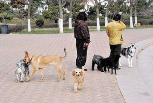 九成业主同意社区“禁犬”，民意之上更要合乎法度